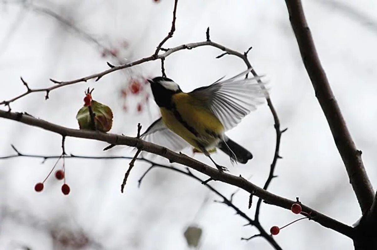    Орнитолог предупредил о гибели синиц из‑за сильного мороза в Новосибирске