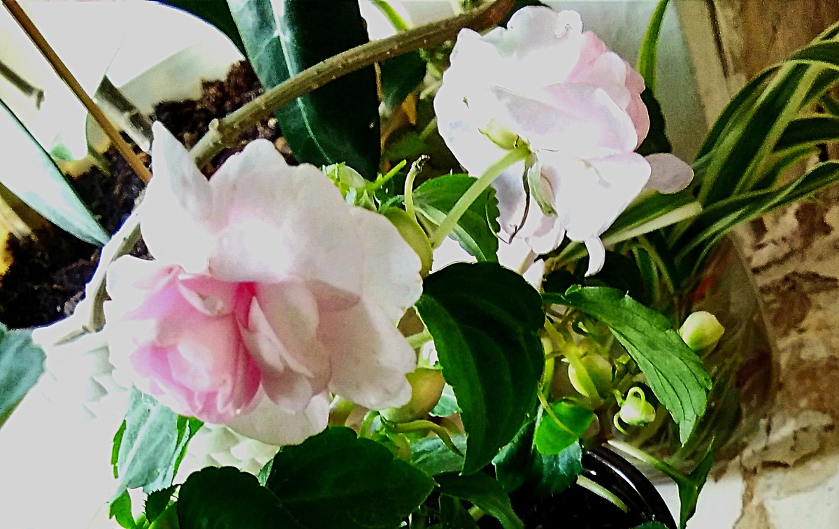 Цветы. Фото автора