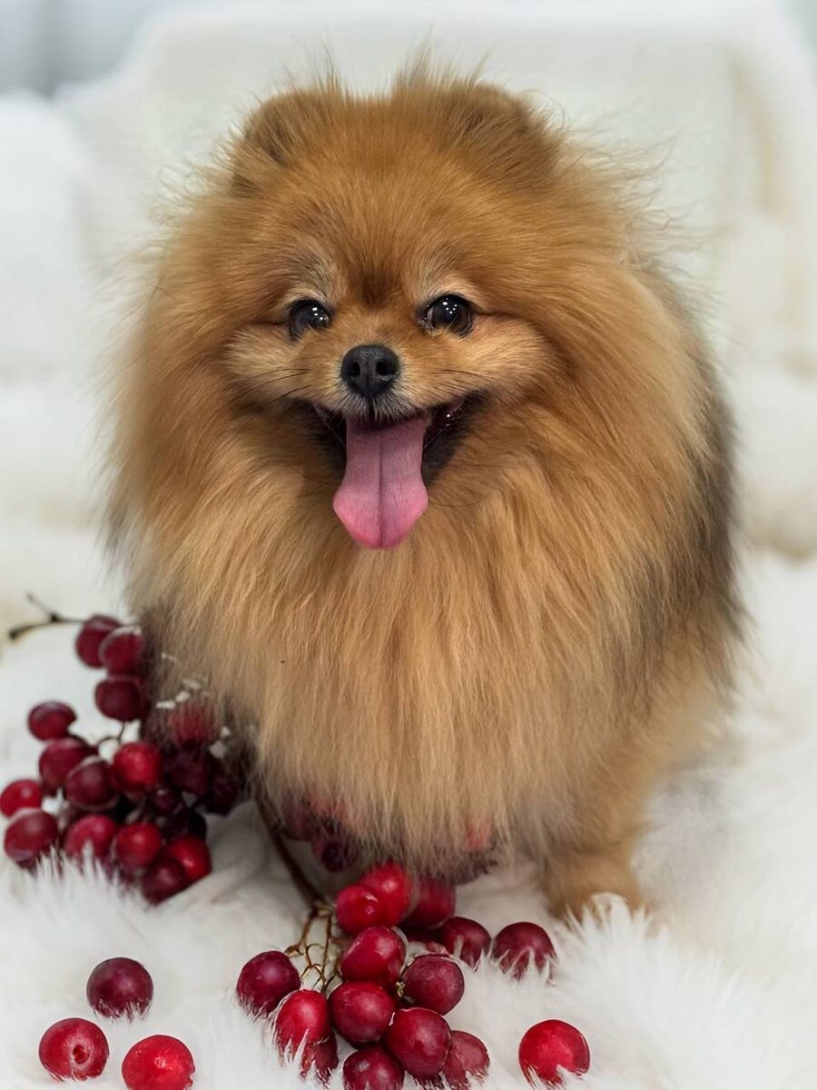 Ищет дом в Москве и МО