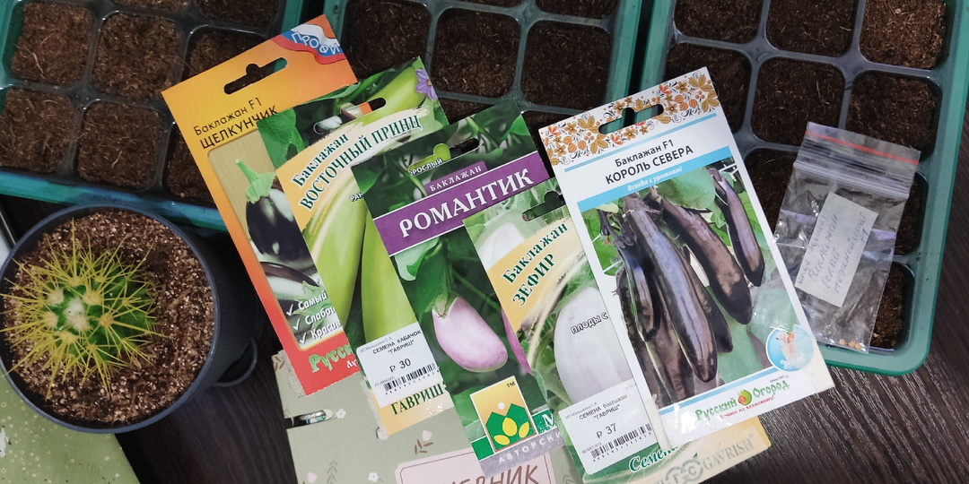 Посеяла баклажаны