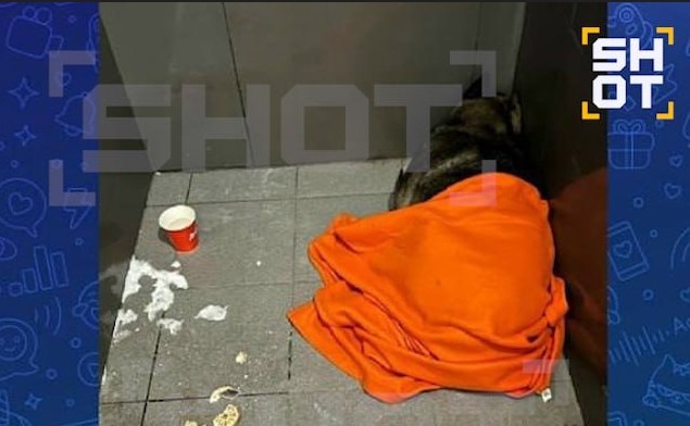 Фото собаки на пороге пиццерии и скрин из переписки с сотрудниками. Изображение из ТГ-канала Shot https://t.me/shot_shot/92584?single