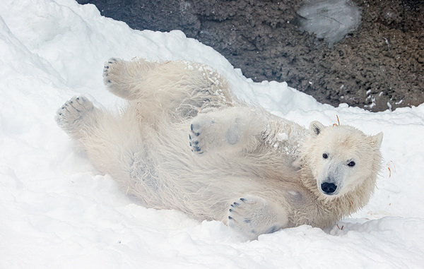 Михаил Джапаридзе/ТАСС