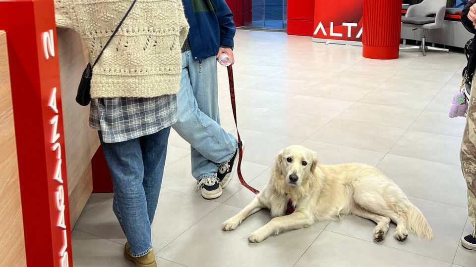 Переезд и жизнь в Сербии с питомцами