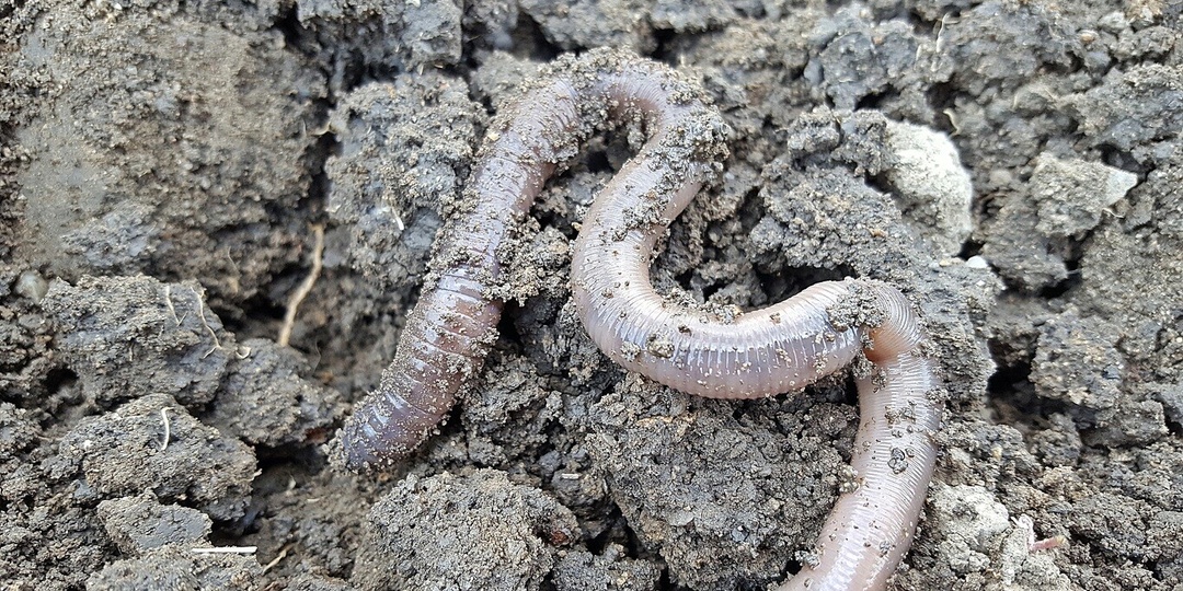 Дождевые черви оказались более точным маркером загрязнения почв тяжелыми металлами