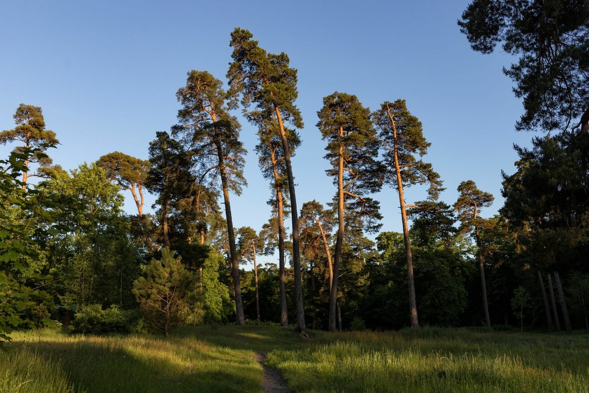 Лесопарк имени Теодора Кроне. Фото с сайта https://kldpark39.ru/krone