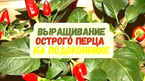 Секреты выращивания острого перца на подоконнике