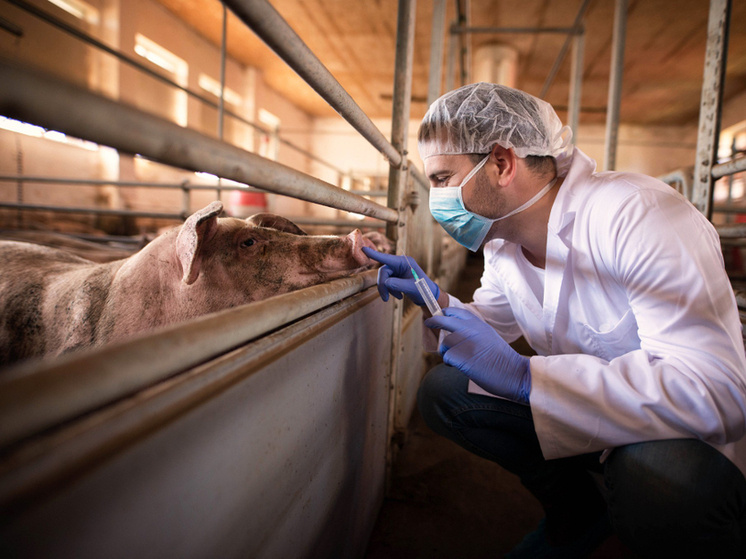     Фото: aleksandarlittlewolf на ru.freepik.com