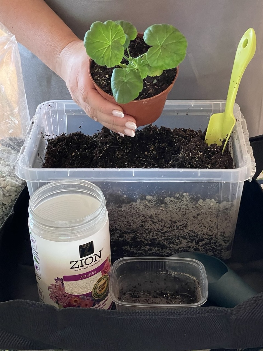 Чем подкармливать рассаду в феврале-марте