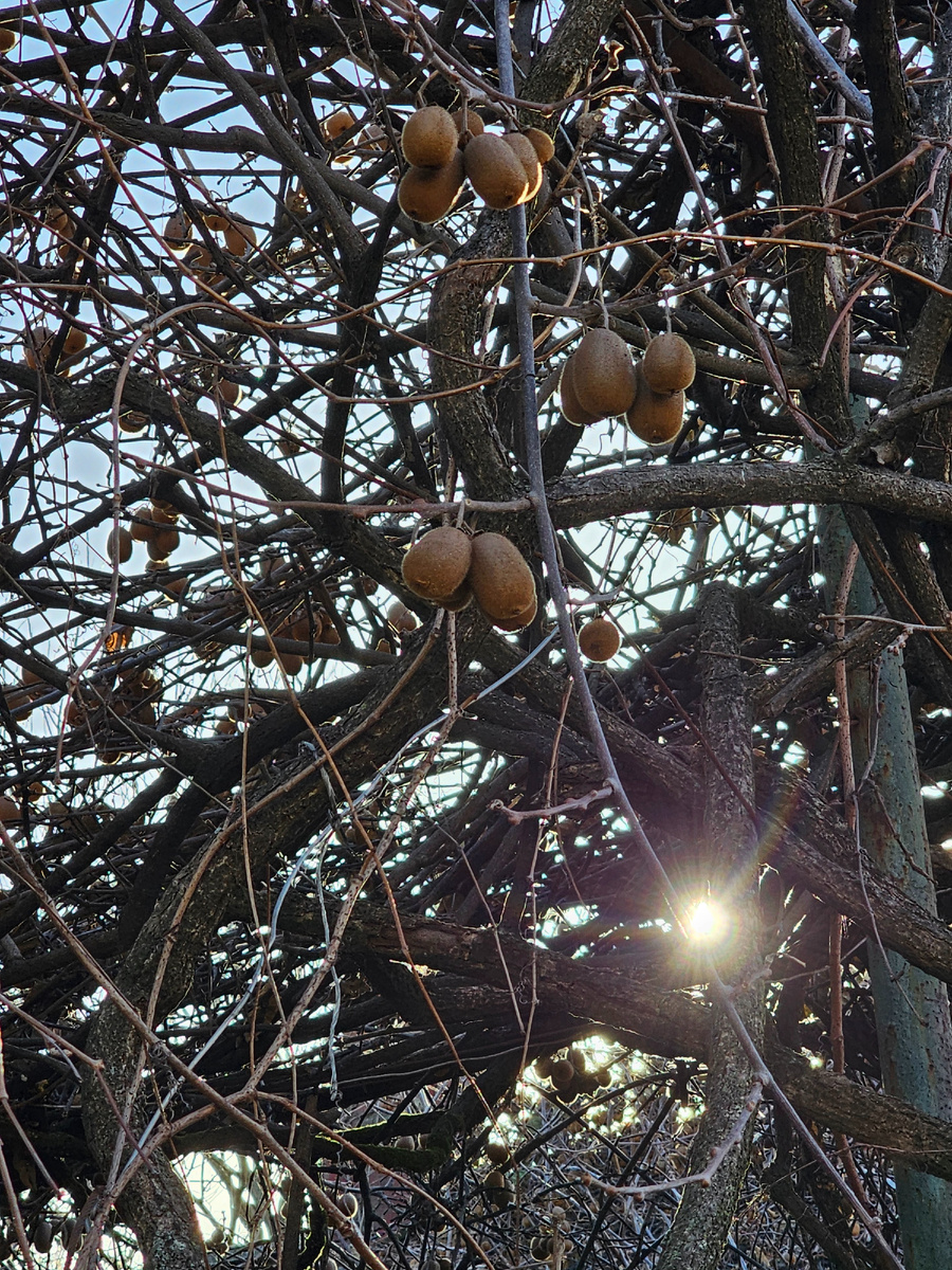 А вот и киви