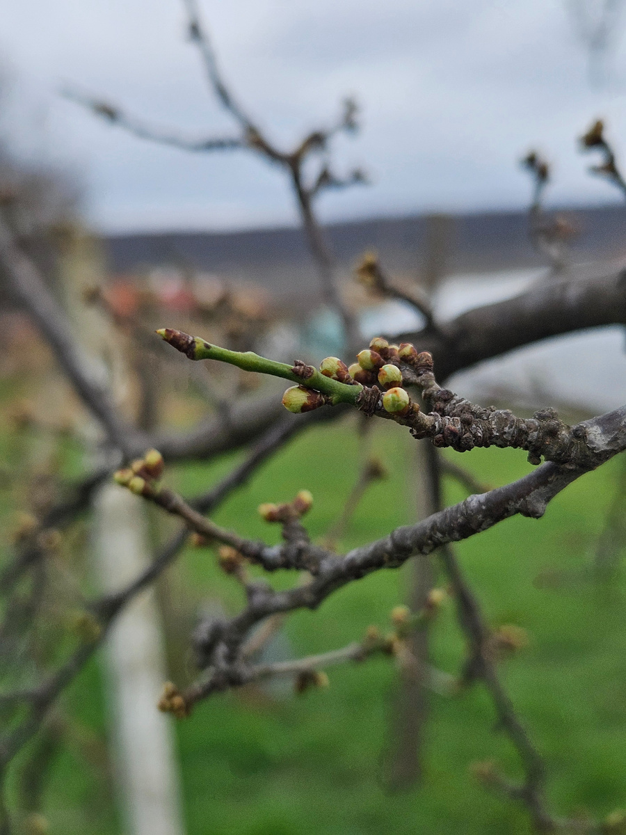 Слива показала "зеленый конус"