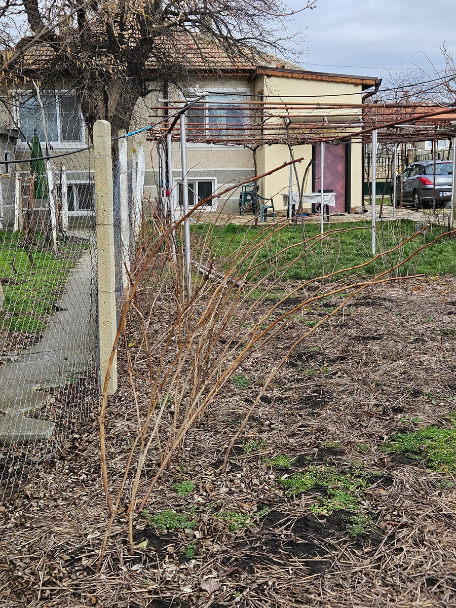 Летняя малина после обрезки