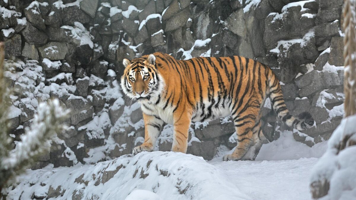    Фото: vk.com/spbzoopark