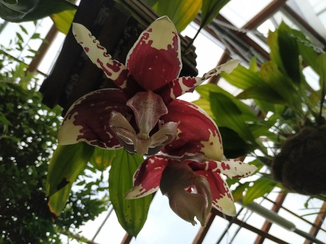    Фото: Оранжерейный комплекс Ботанического сада УрО РАН