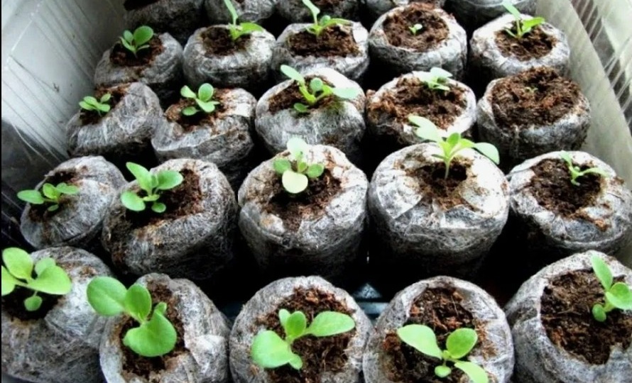 Уход за рассадой петунии в домашних условиях.