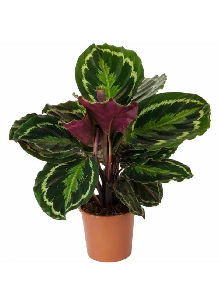 Фото из открытых источников интернета. 