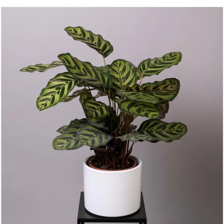 Фото из открытых источников интернета. 