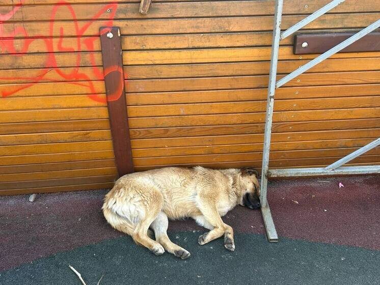     фото:мк-кавказ