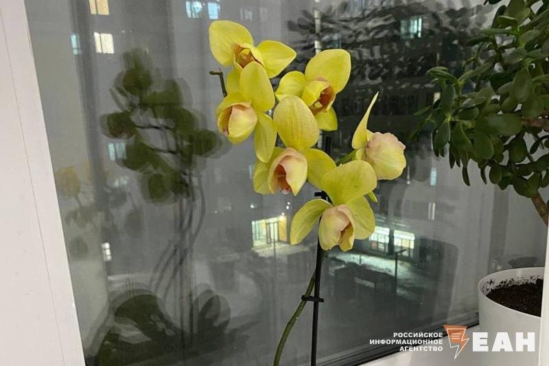    ЕАН / Орхидея
