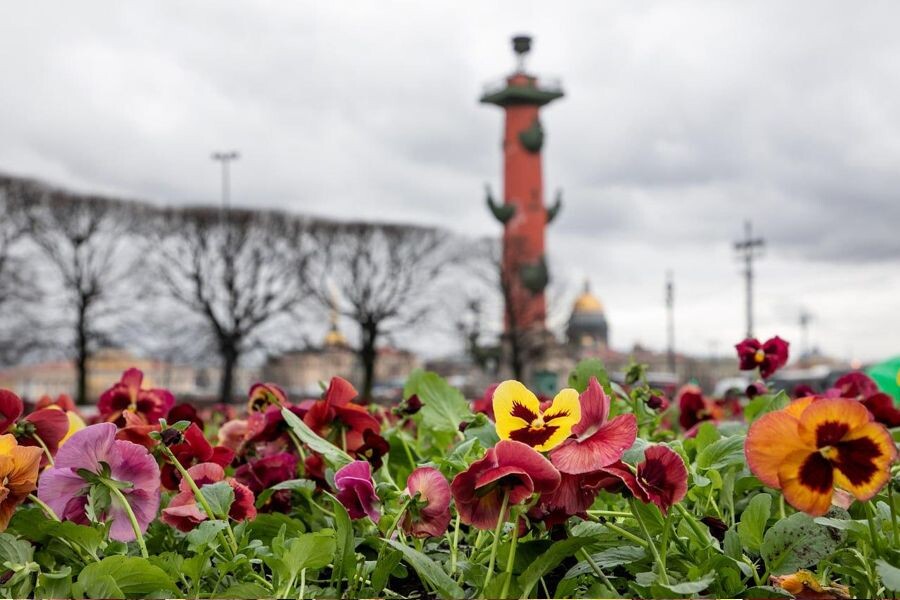 Фото комитет по благоустройству Санкт-Петербурга