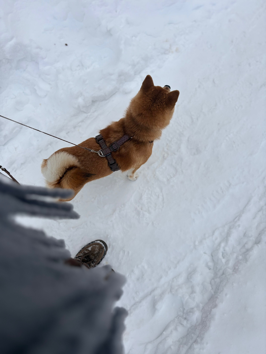 арт. 340667314 (перестежка вб), арт. 458260721 (шлейка вб)