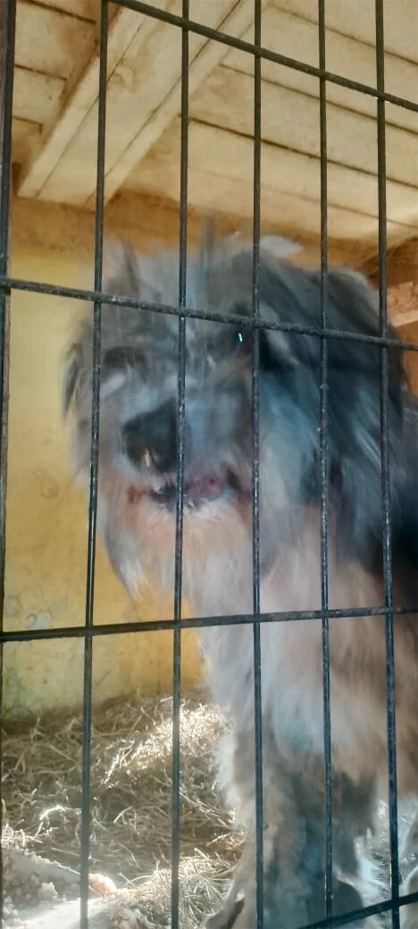 Вот такие мы лохматые.