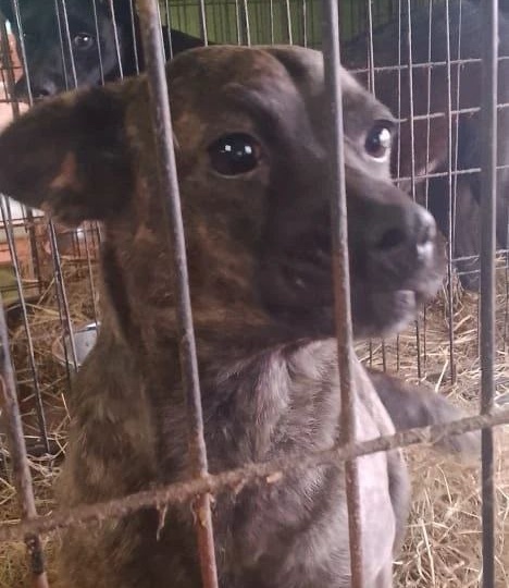 🆘️🆘️🆘️Денег нет и держаться не за что, в приюте намечается голод!