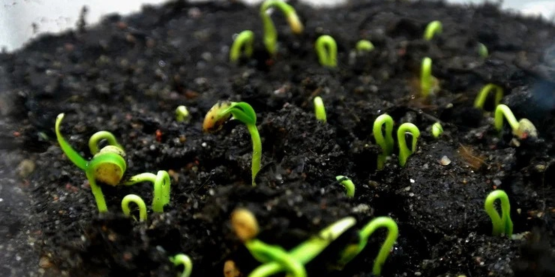 🌶️ Перец всходит плохо? Секреты равномерного прорастания для органического огорода