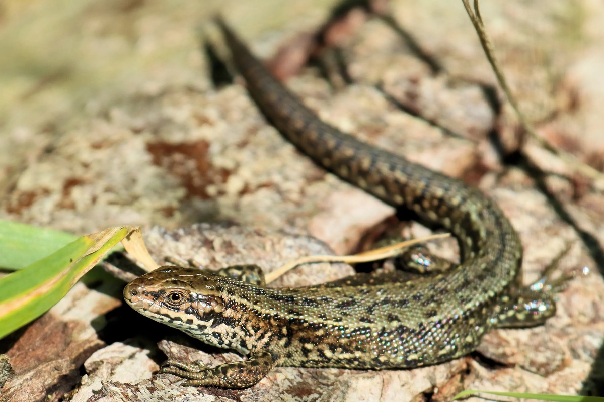 Знакомьтесь, ящерица живородящая!