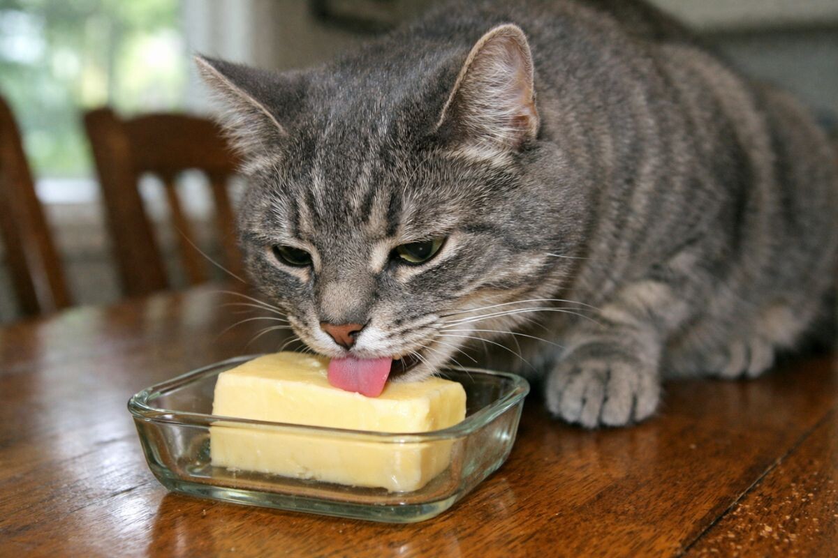 Кот лижет сливочное масло 