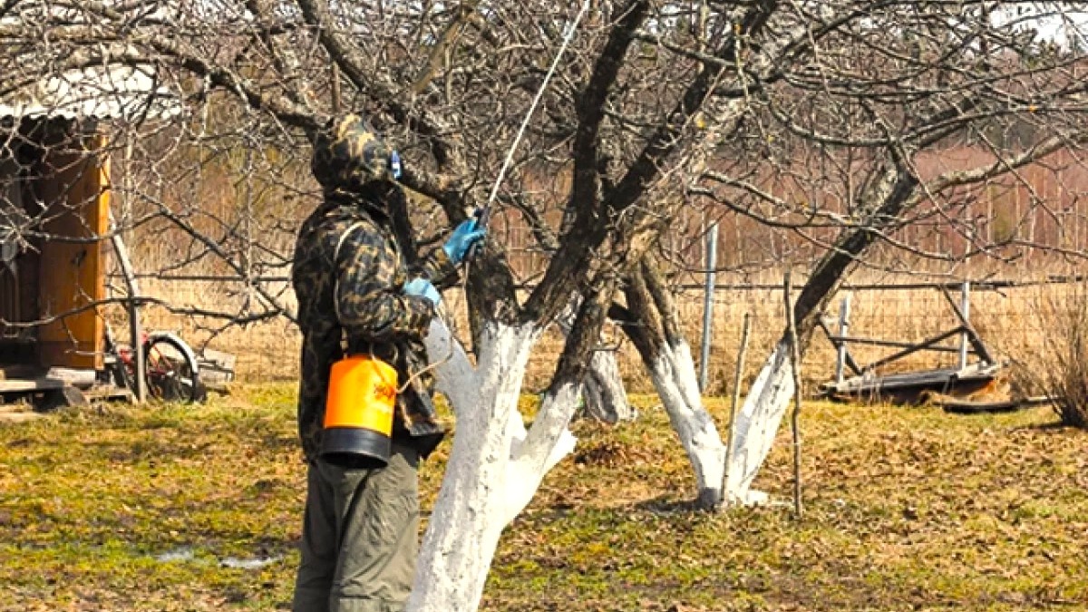 Чем и когда опрыскивать яблони и груши от вредителей весной