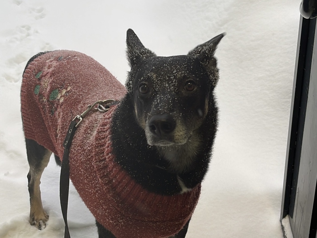 Но мне всё прощают, если что 😁. Я же не специально в это вляпываюсь лапками 🐾