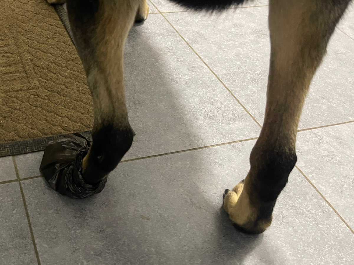 Может, тут не очень видно, но пакетик у меня на левой задней лапе 😁!