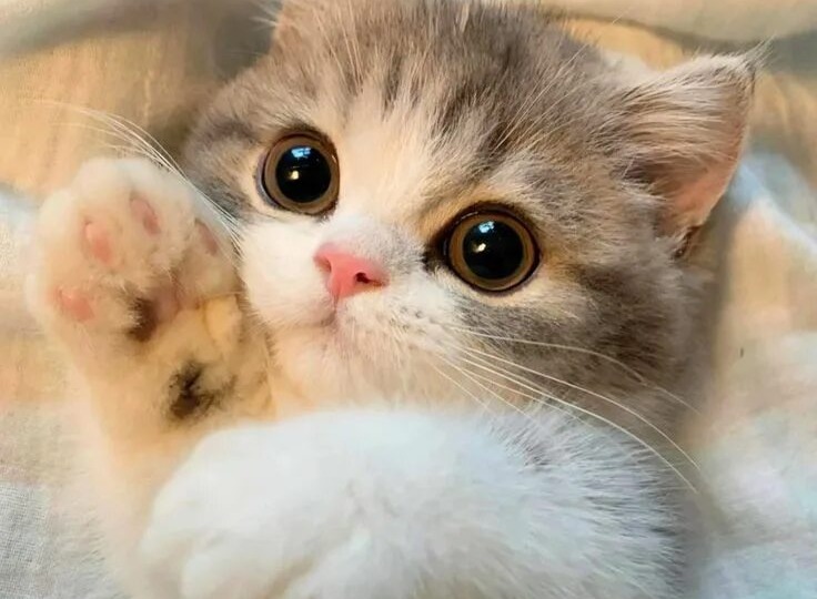 10 вещей, которые кошки просто ненавидят в поведении людей