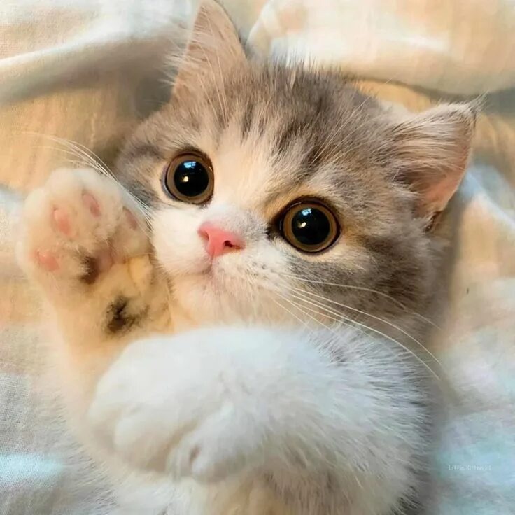 Фото Яндекс Картинки