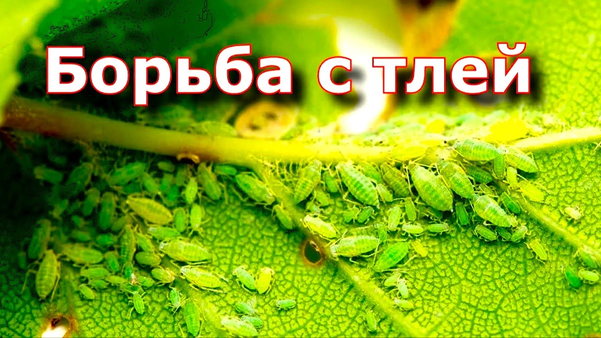 Как бороться с тлей на плодовых деревьях народными средствами