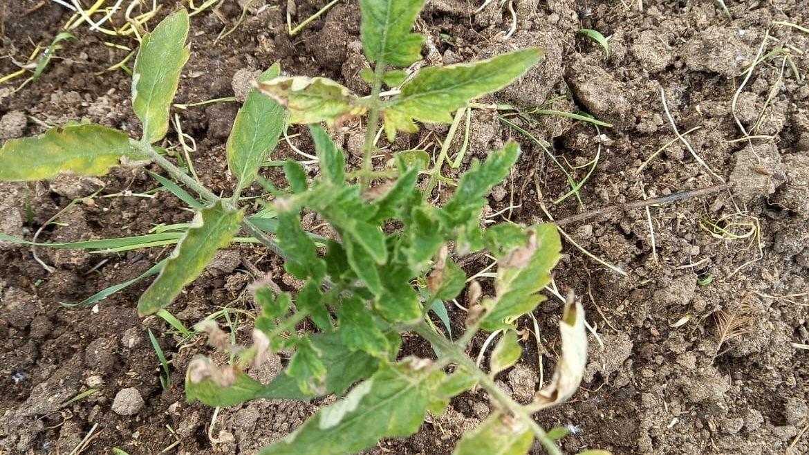 Вот так выглядели мои томаты после трех недель под толстым слоем соломы