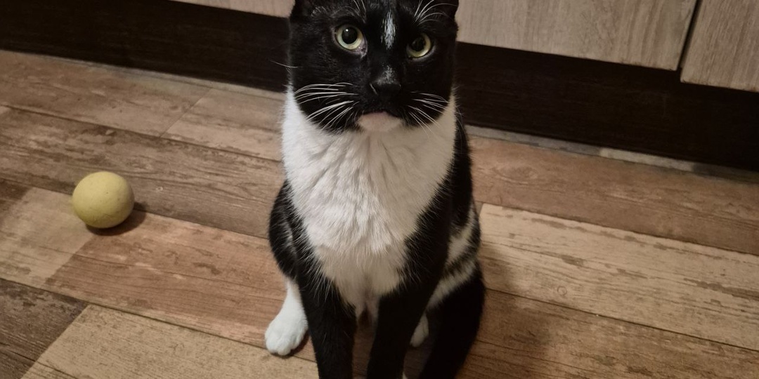 Это не кот, а генератор новостей. Хозяйка временного дома проснулась от грохота. И вот что это было