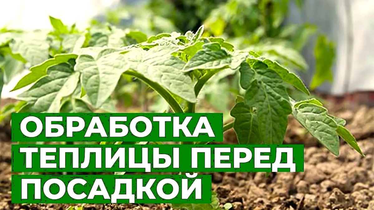 Чем обработать теплицу от фитофторы перед высадкой рассады