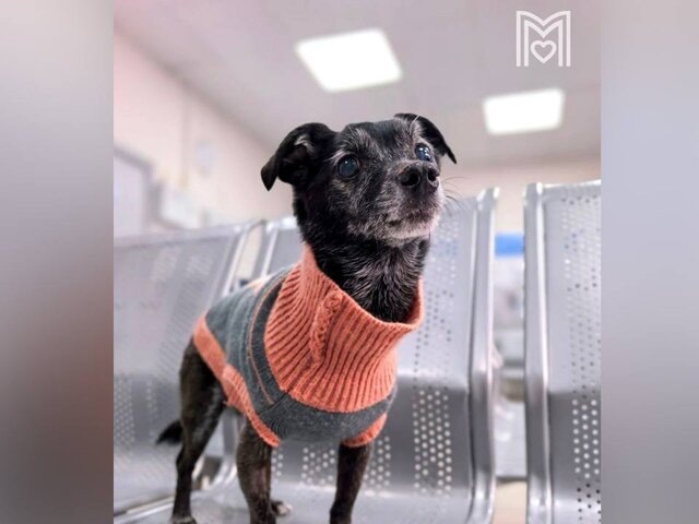    Фото: телеграм-канал "Моя Ветклиника"