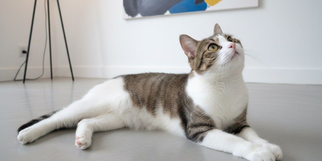 😔🐾 Кузя снова ищет семью, где его по‑настоящему полюбят