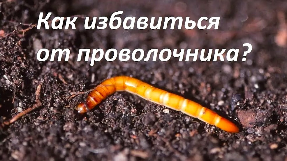 Как избавиться от проволочника на участке без химии