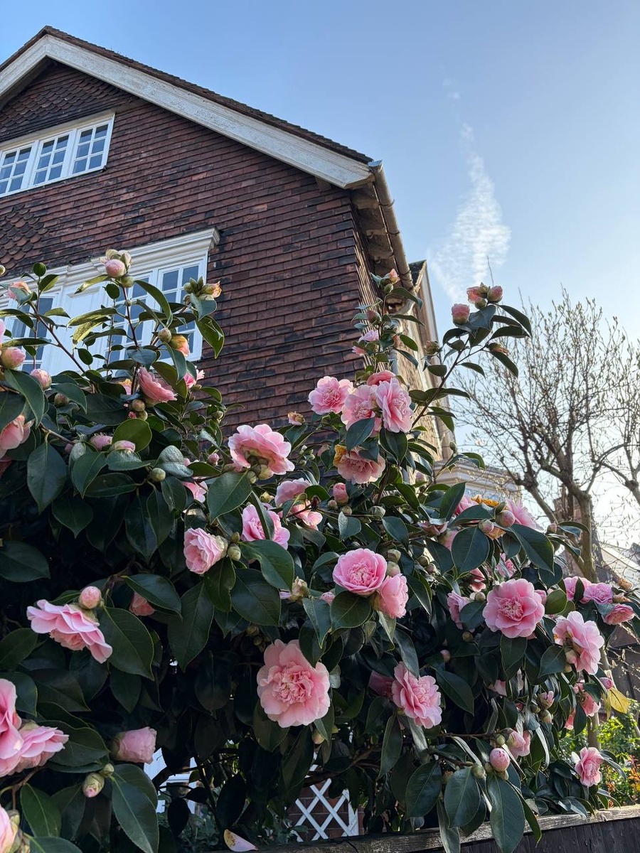 Это цветёт камелия