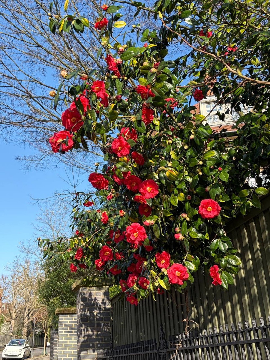 И это тоже камелия