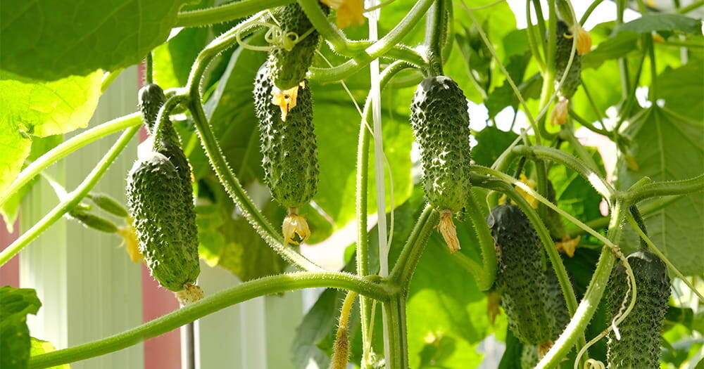 От рассады до урожая: подкормки огурцов в домашних условиях