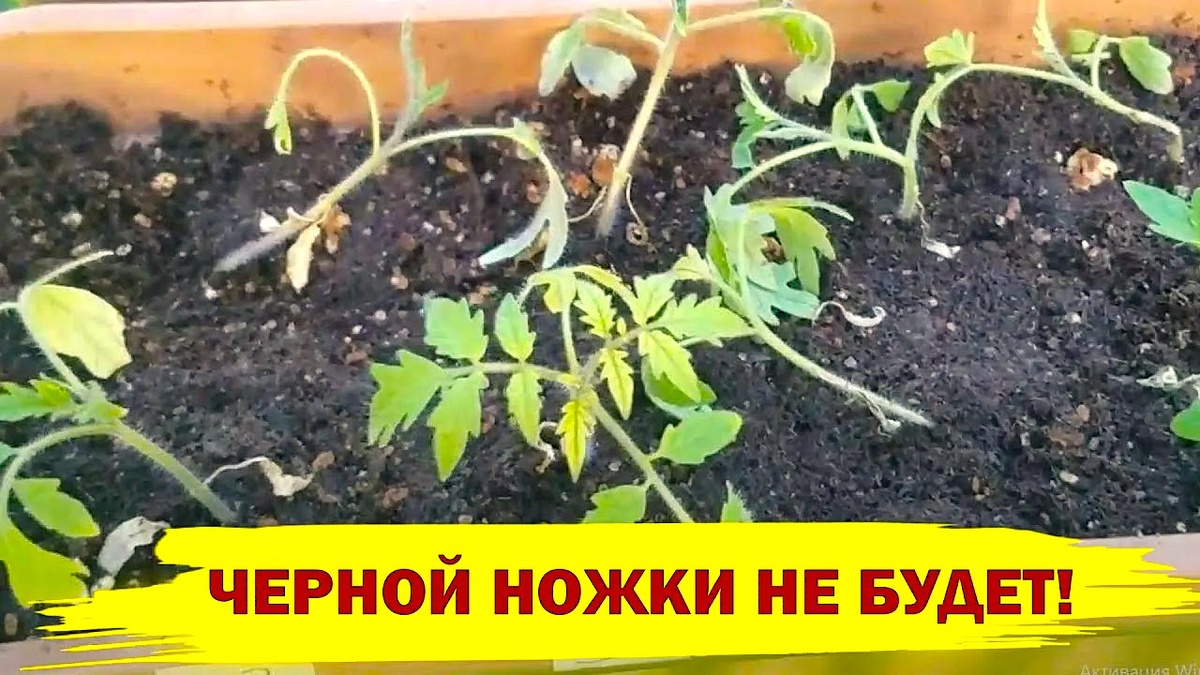 Профилактика черной ножки на рассаде