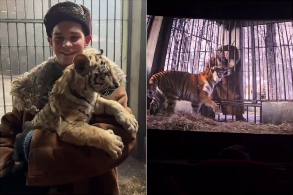    В фильме снялись тигрицы Маруся и Каталина. Фото: хоспис для крупных кошек «Дом Тигра»