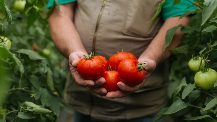Один участок, четыре грядки - четыре способа. Разница в урожае оказалась тройной