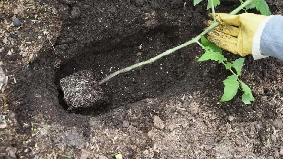 Метод Маслова дал 8,5 кг с растения, но занял слишком много места на участке