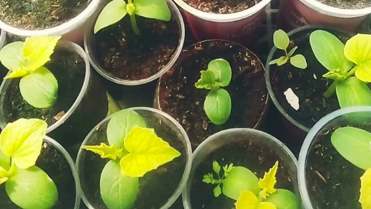 Что делать, если у рассады огурцов желтеют листья