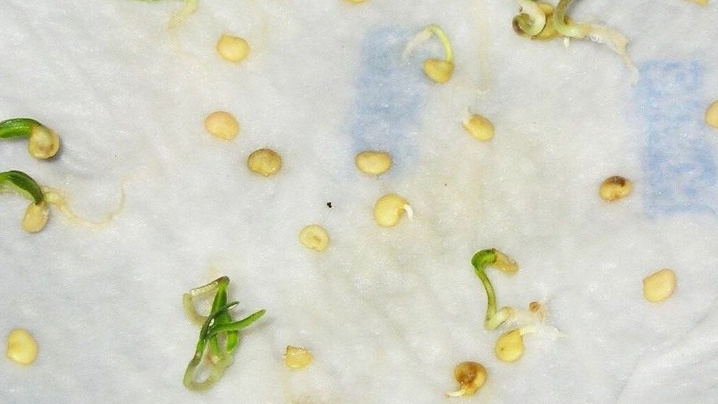 Так выглядят семена перца через 2-3 дня — корешки готовы к посадке